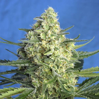 Jack 47 XL - Autofloraison - Sweet Seeds