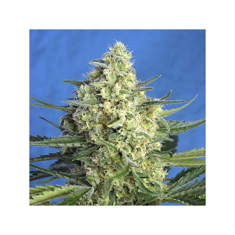 Jack 47 XL - Autofloraison - Sweet Seeds