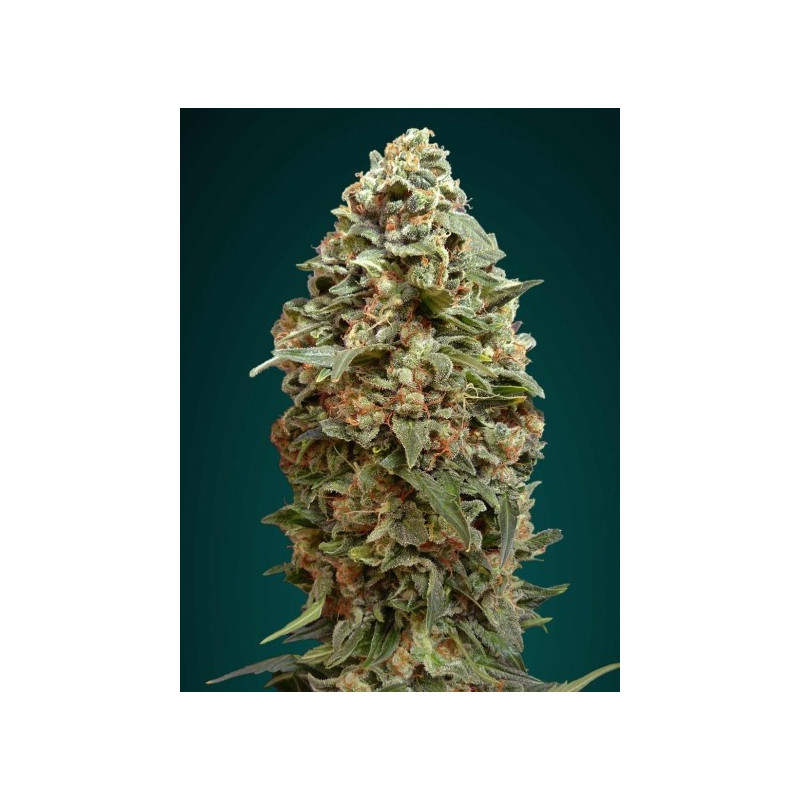 Afghan skunk advanced seeds féminisées Afghan skunk advanced seeds féminisées