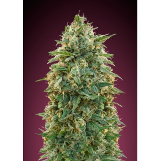 Amnesia advanced seeds féminisées