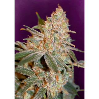 Black diesel féminisée advanced seeds Graines de Collection
