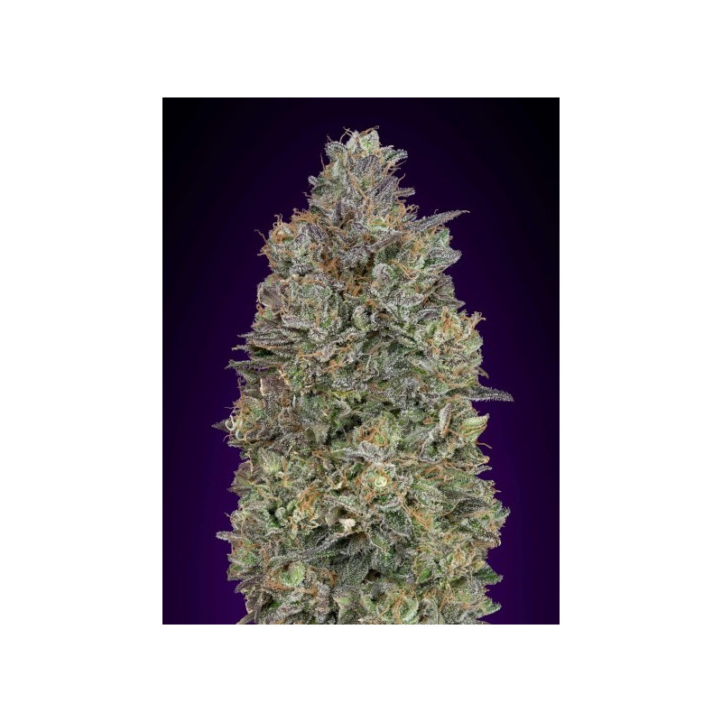 Critical purple kush féminisées advanced seeds Critical purple kush féminisées advanced seeds