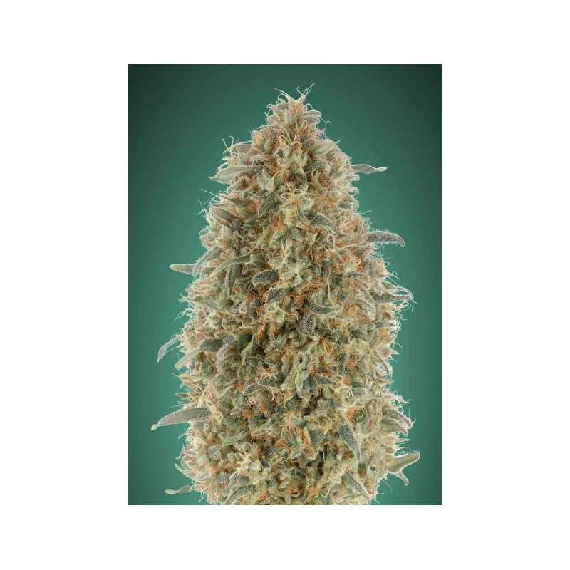 Gorilla blue féminisée advanced seeds Gorilla blue féminisée advanced seeds