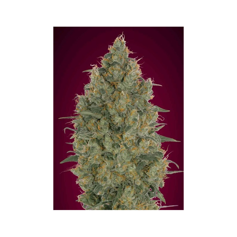Strawberry gum advanced seeds féminisée Strawberry gum advanced seeds féminisée