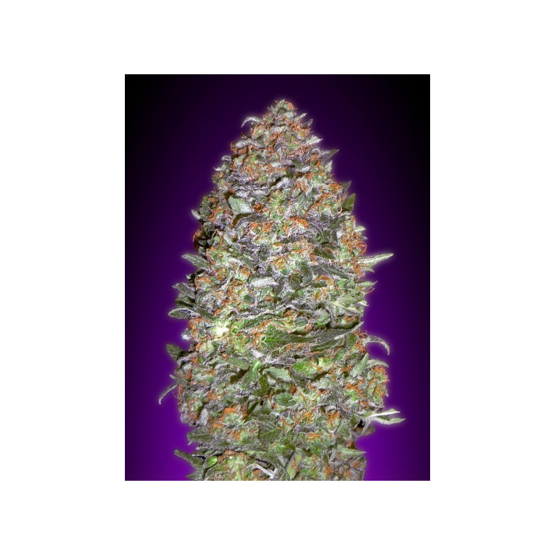 Auto Nyc diesel advanced seeds Auto Nyc diesel advanced seeds