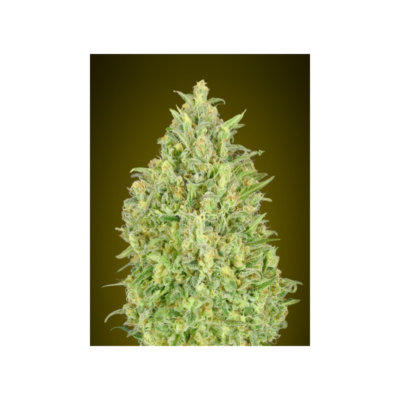 Auto pineapple glue advanced seeds Auto pineapple glue advanced seeds