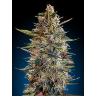 Collection 2 - Autofloraison - Advanced seeds