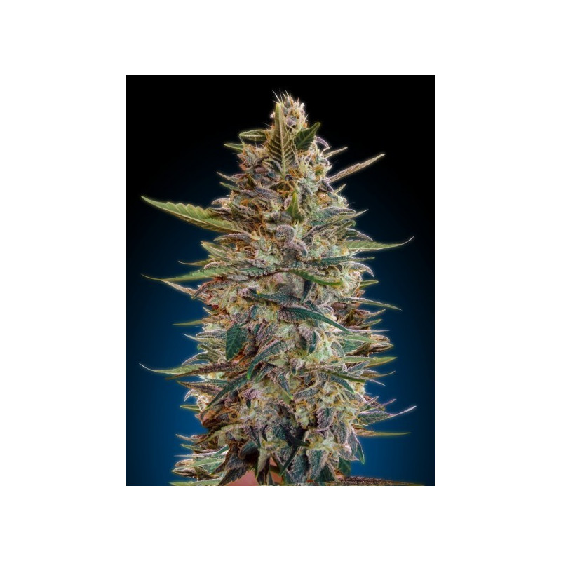 Collection 2 - Autofloraison - Advanced seeds