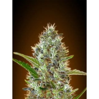 Collection 2 - Autofloraison - Advanced seeds
