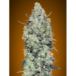 Collection 3 - Autofloraison - Advanced seeds
