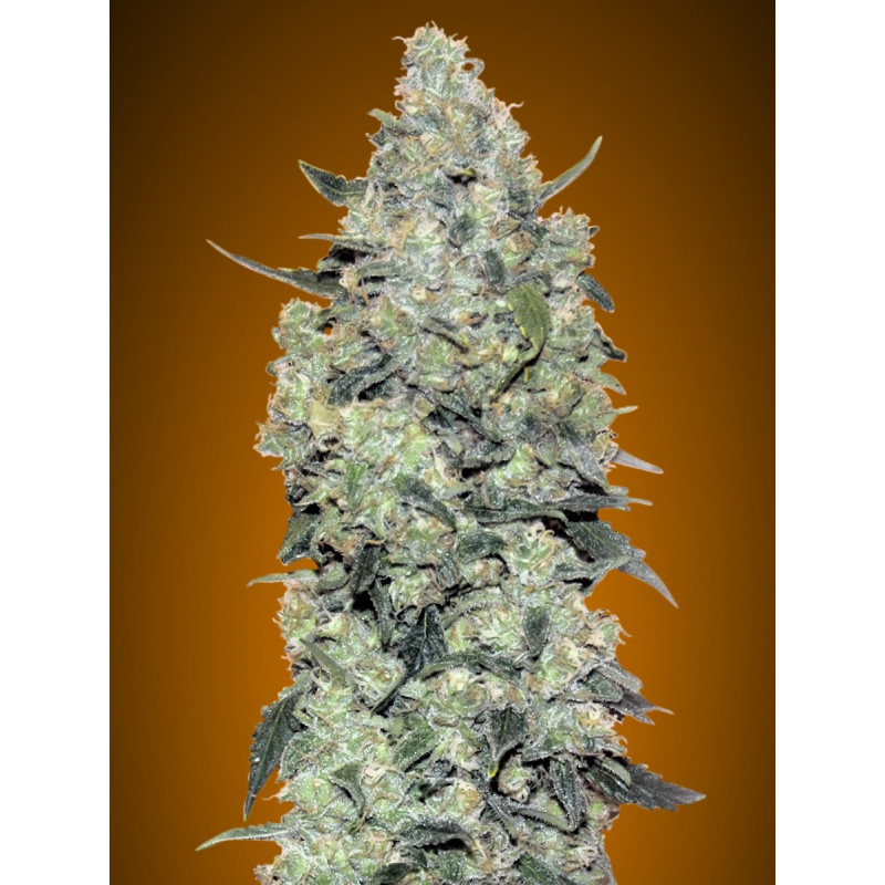 Collection 3 - Autofloraison - Advanced seeds