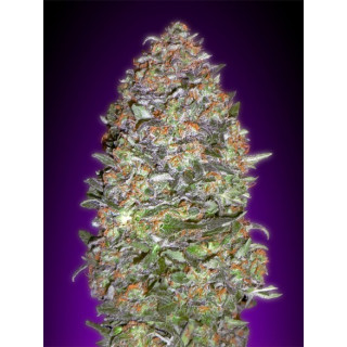 Collection 3 - Autofloraison - Advanced seeds