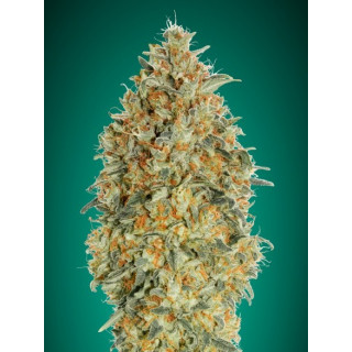 Collection 3 - Autofloraison - Advanced seeds