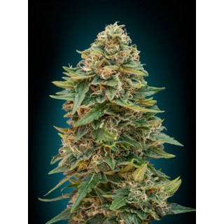 Automatik collection 1 advanced seeds
