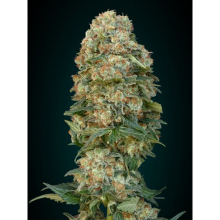 Collection 4 - Autofloraison - Advanced seeds