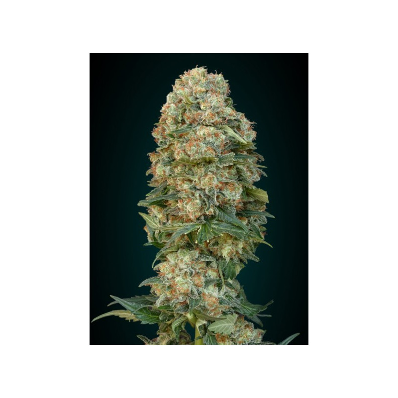 Collection 4 - Autofloraison - Advanced seeds