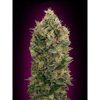 Collection 4 - Autofloraison - Advanced seeds