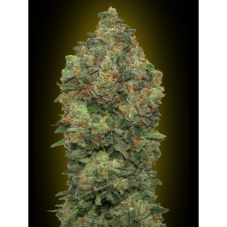 Collection 4 - Autofloraison - Advanced seeds