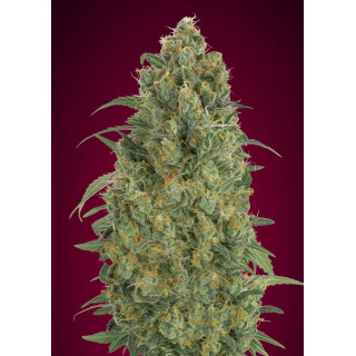 Collection 5 -  Autofloraison - Advanced seeds