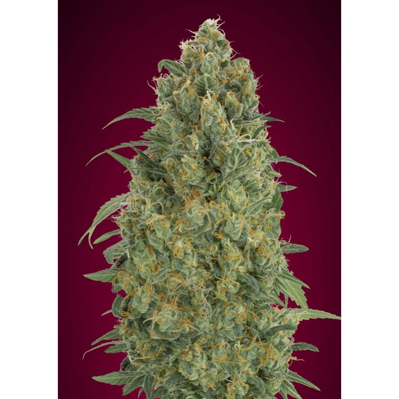 Collection 5 -  Autofloraison - Advanced seeds