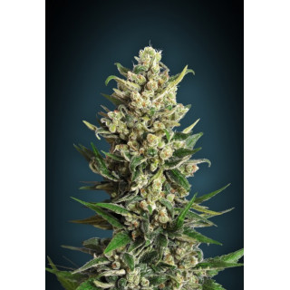 Collection 2 - Féminisée - Advanced seeds