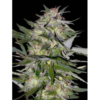 Collection 4 - Feminized - Advanced seeds
