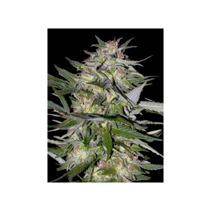 Collection 4 - Feminized - Advanced seeds