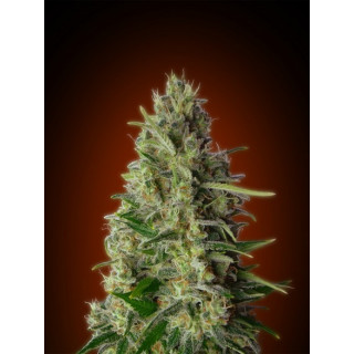 Collection 4 - Feminized - Advanced seeds