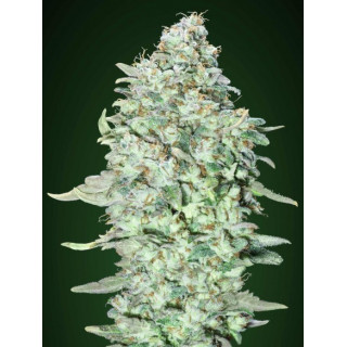 Collection 4 - Feminized - Advanced seeds