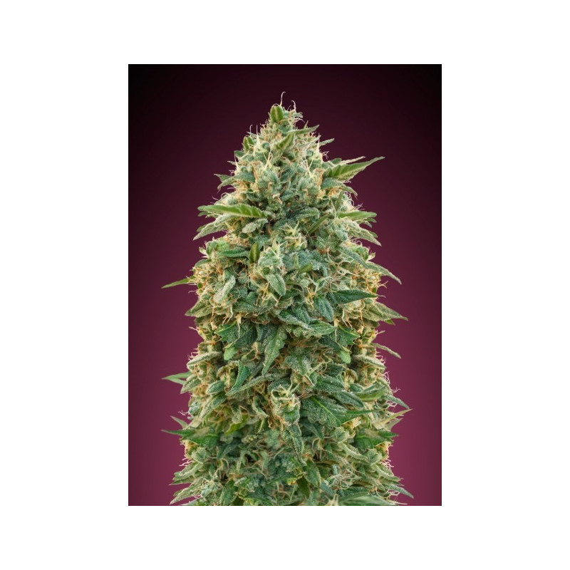 Feminized collection 5 advanced seeds