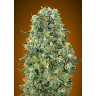 Collection 6  - Feminized - Advanced seeds