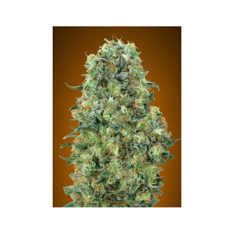 Collection 6  - Feminized - Advanced seeds