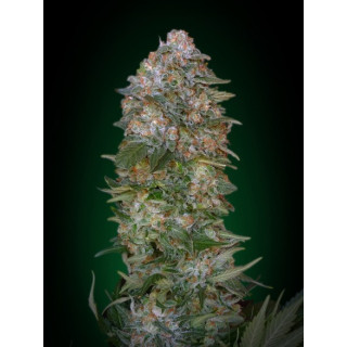 Feminized Collection 1- Autofloraison - Advanced seeds