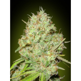 Feminized Collection 1- Autofloraison - Advanced seeds