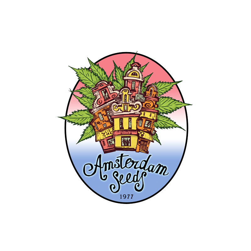 Black widow amsterdam seeds Black widow amsterdam seeds