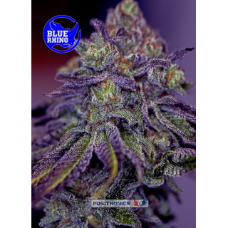 Positronics - Blue rhino FEM