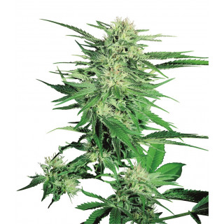 Big Bud - Régulières - Sensi Seed