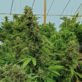 Chemdawg – Régulière – Humboldt Seeds