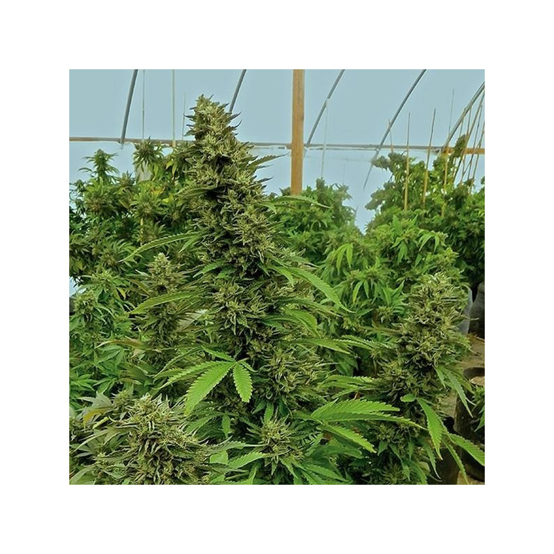 Chemdawg – Régulière – Humboldt Seeds