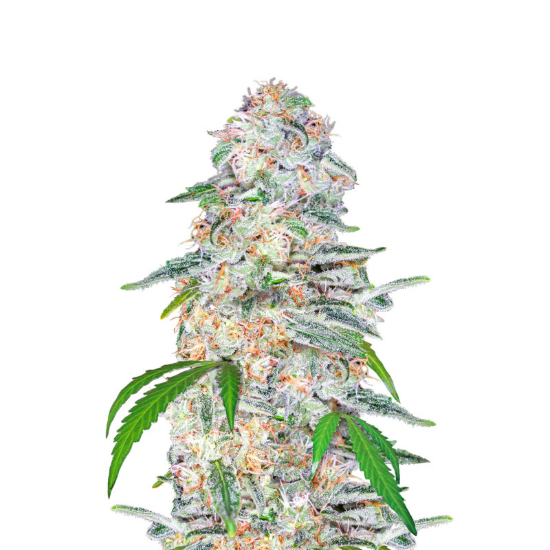 Blue Dream'Matic - Autofloraison - FastBuds