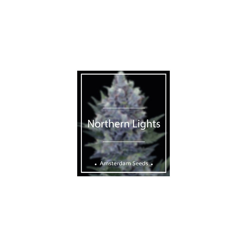 Northern lights amsterdam seeds