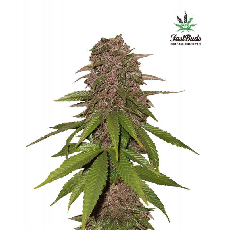 C4 Matic - Autofloraison - FastBuds