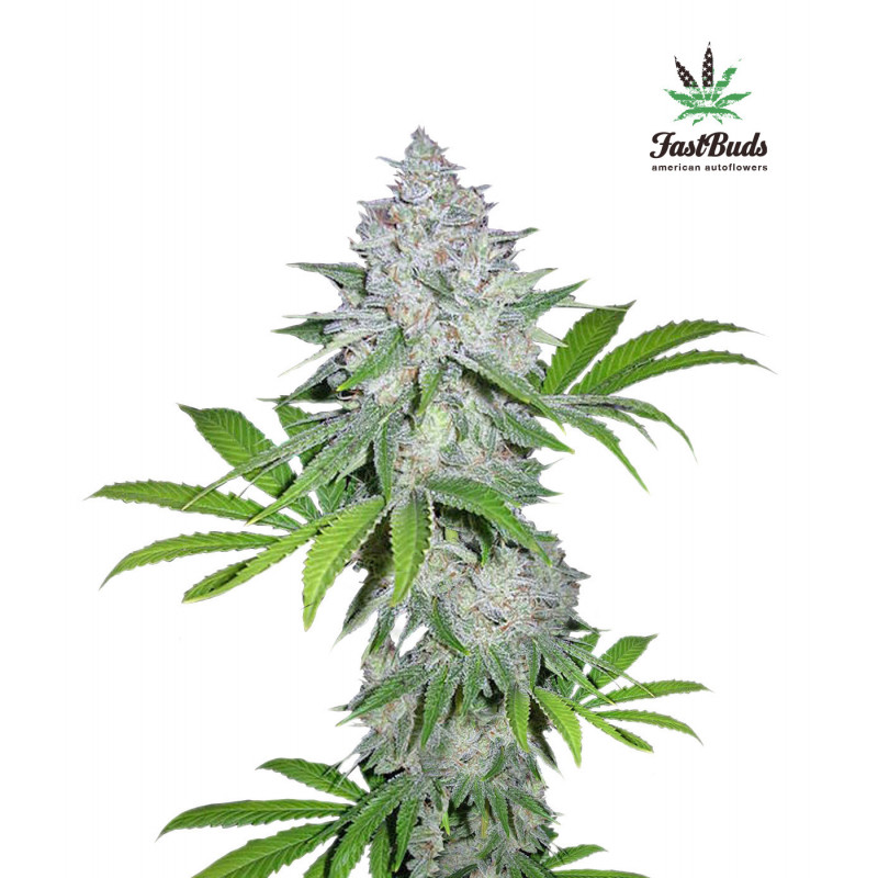 Californian Snow - Autofloraison - FastBuds