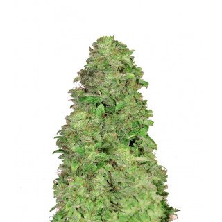 CBD 20:1- Autofloraison - FastBuds