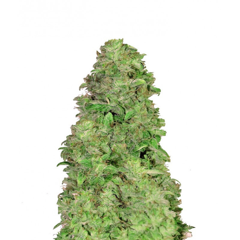 CBD 20:1- Autofloraison - FastBuds