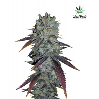 FastBerry - Autofloraison - FastBuds