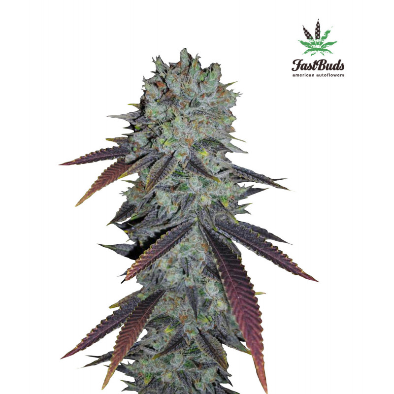 FastBerry - Autofloraison - FastBuds