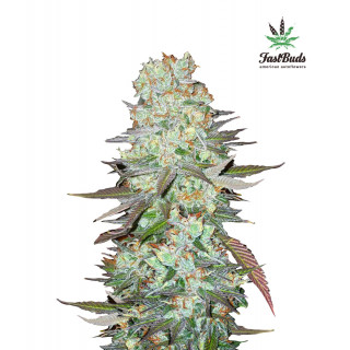 G14 - Autofloraison - FastBuds