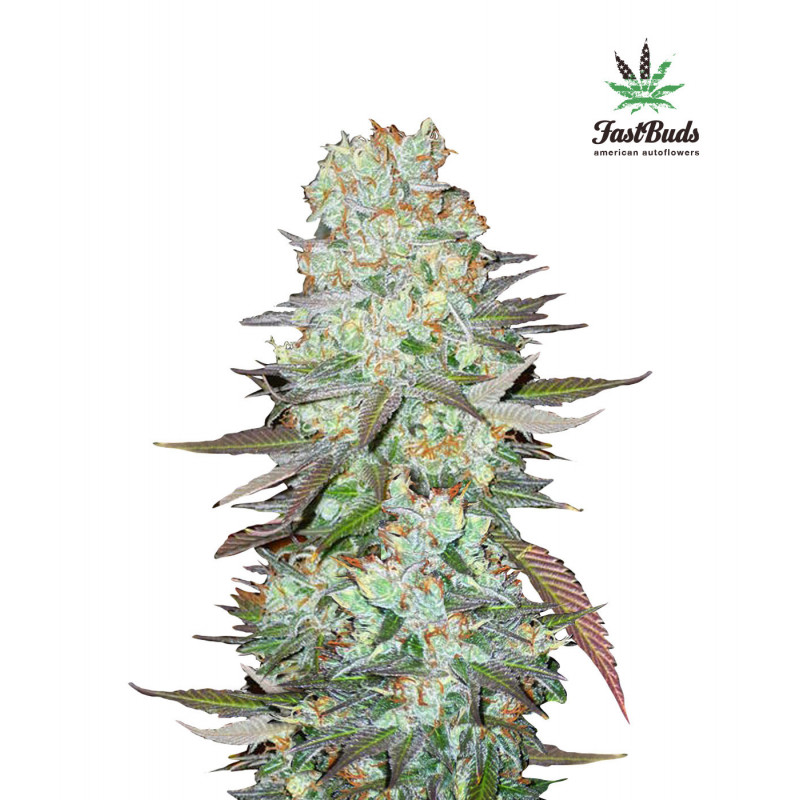 G14 - Autofloraison - FastBuds