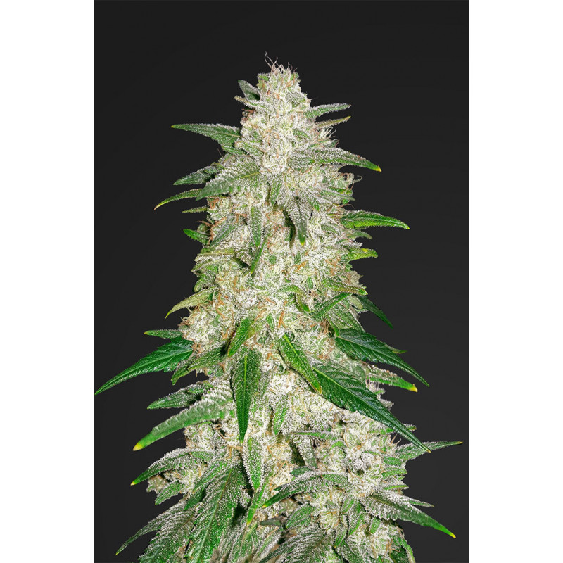 Gelato auto fastbuds Gelato auto fastbuds